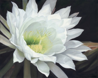  Cactus Flower, 16 x 20 Original Oil 